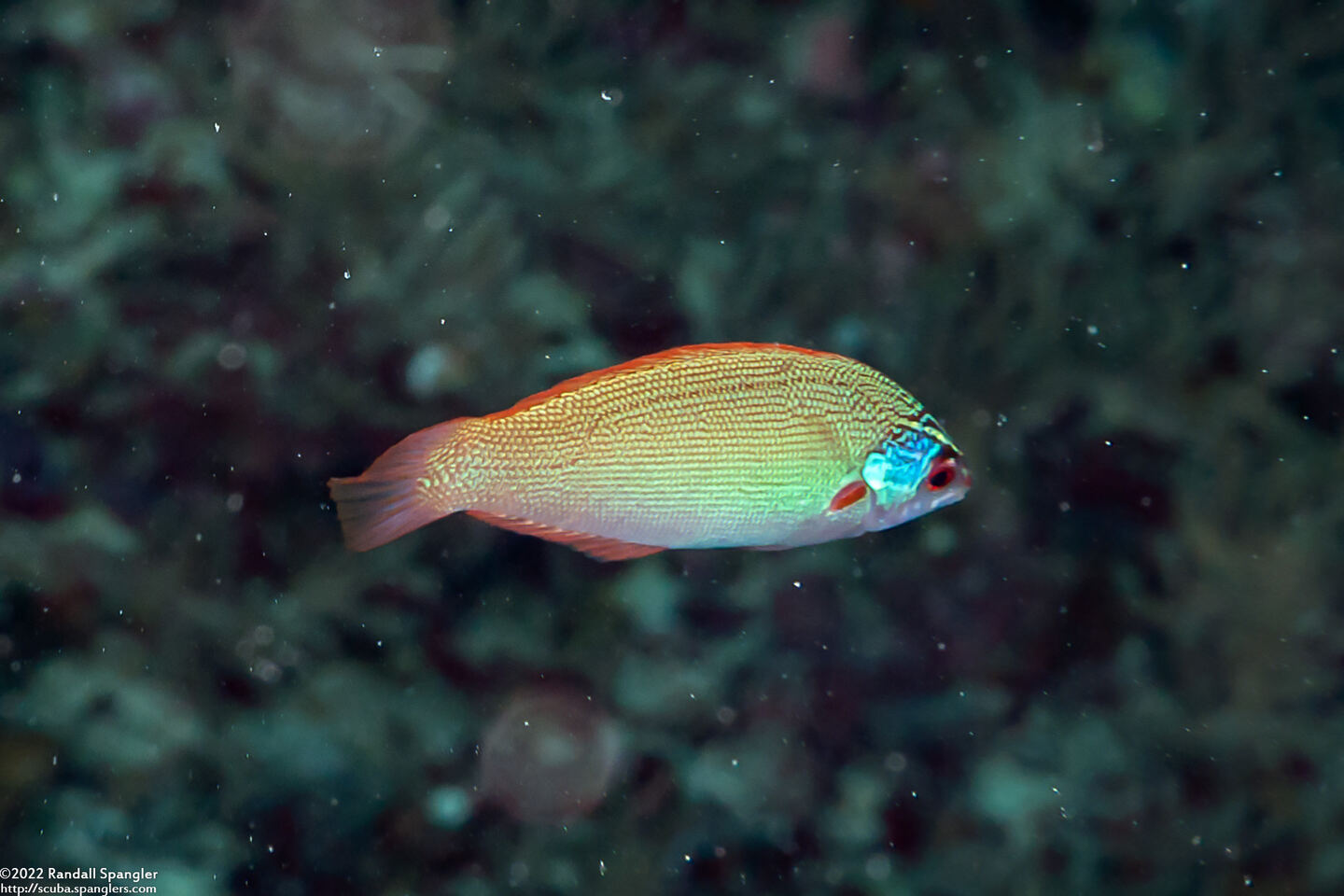 Pseudocoris yamashiroi (Redspot Wrasse)
