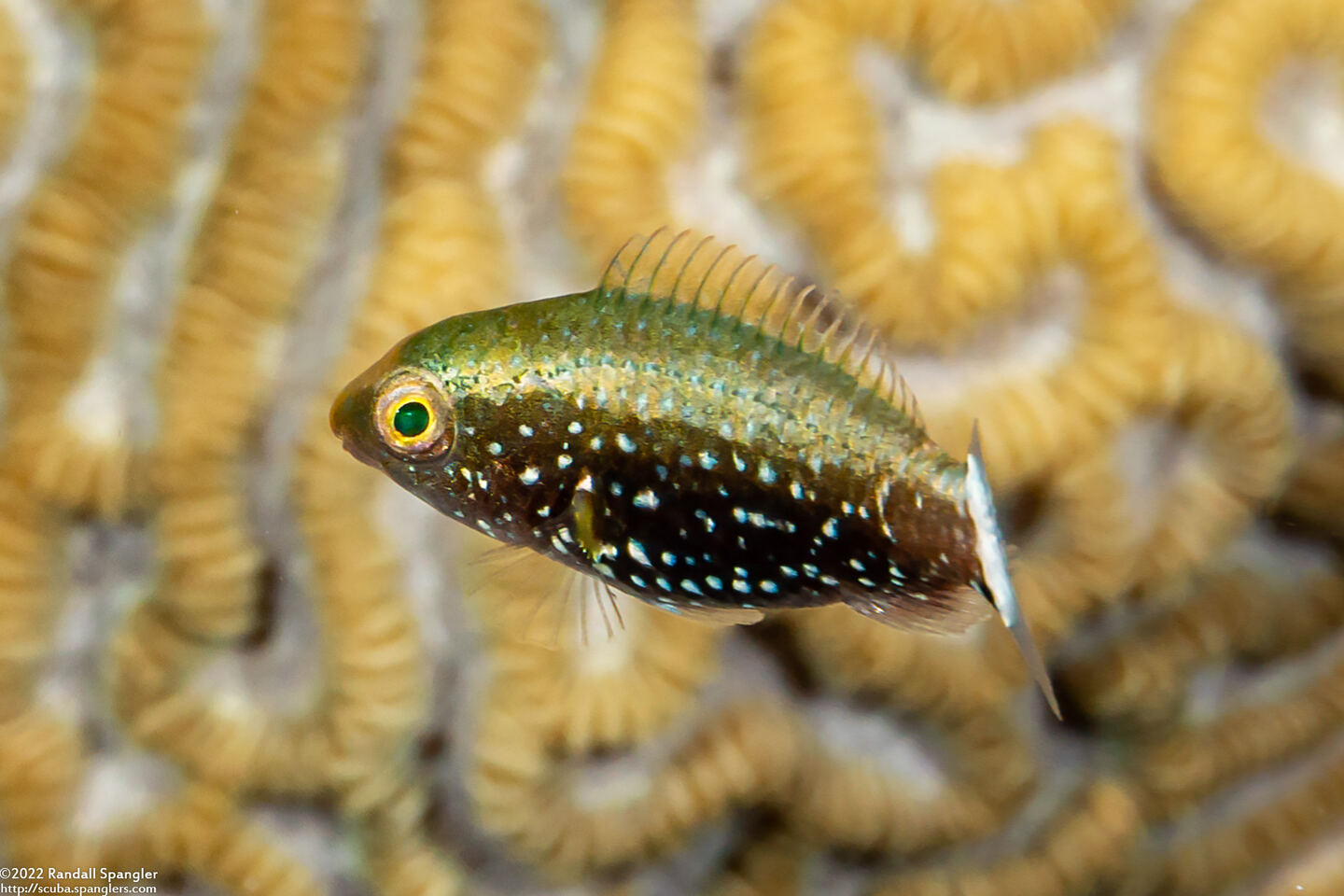 Scarus niger (Dusky Parrotfish)