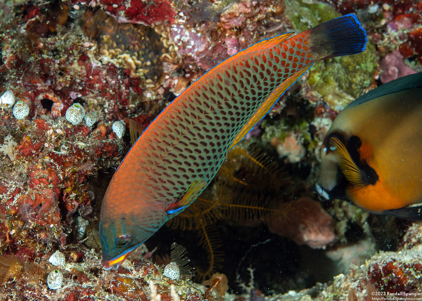 Pseudodax moluccanus (Chiseltooth Wrasse)