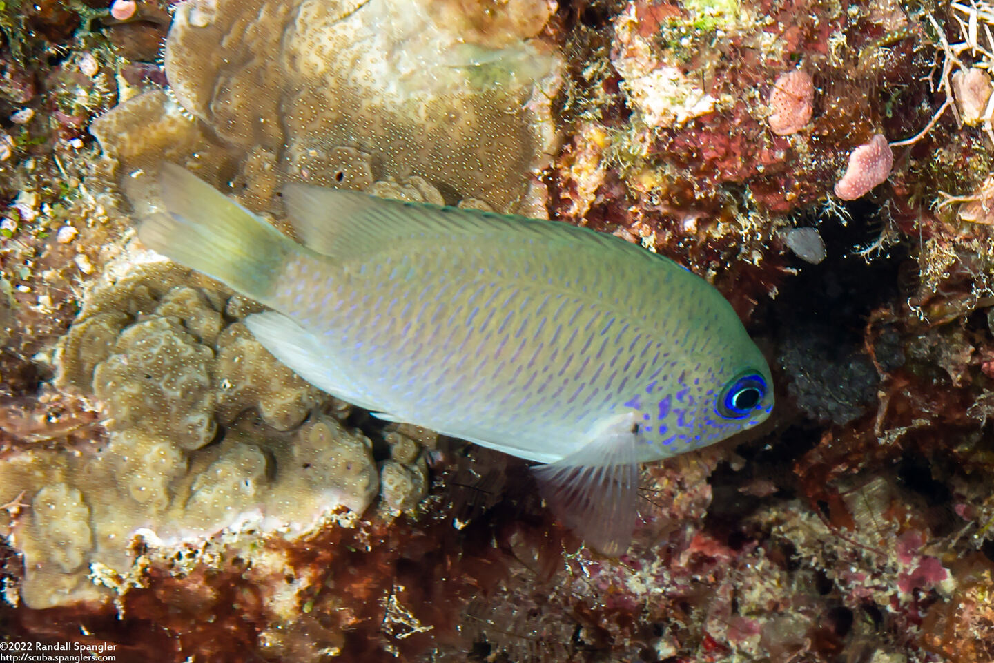 Pomacentrus reidi (Reid's Damsel)