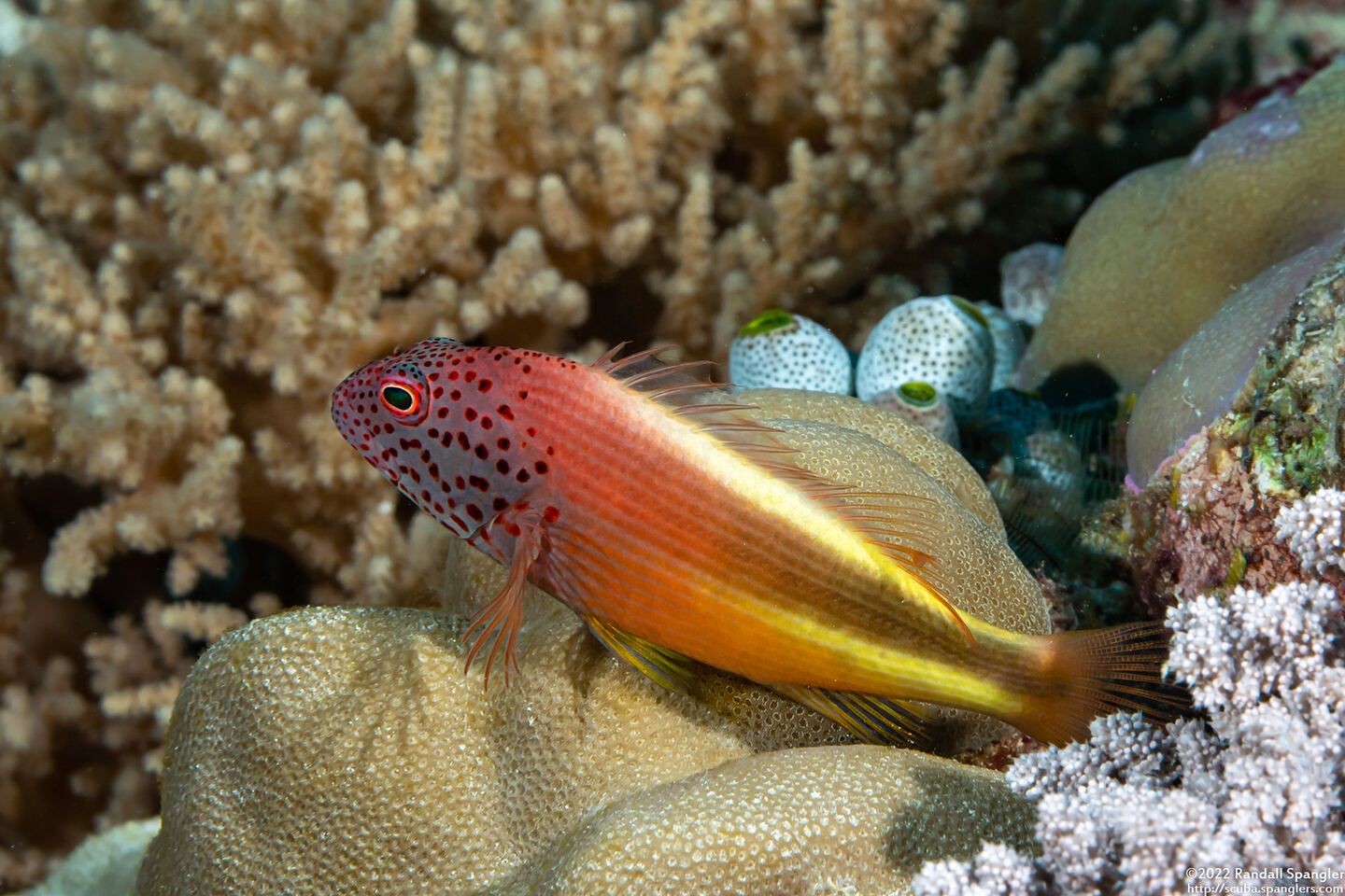 Paracirrhites forsteri (Freckled Hawkfish)