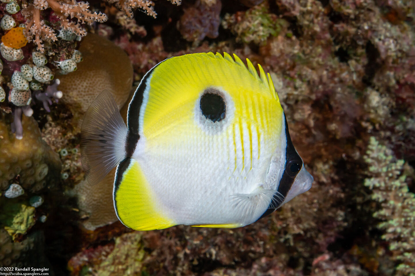 Chaetodon unimaculatus (Teardrop Butterflyfish)