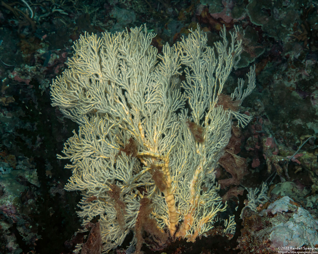 Melithaea sp.1 (Melithaea sp.1)