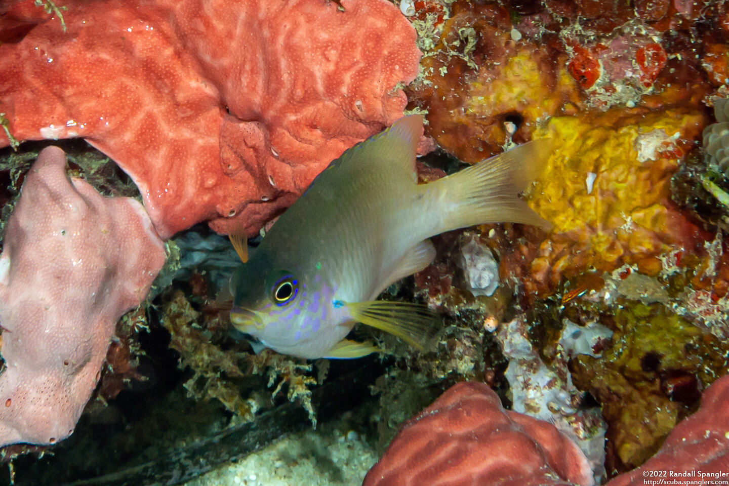 Pomacentrus amboinensis (Ambon Damsel)