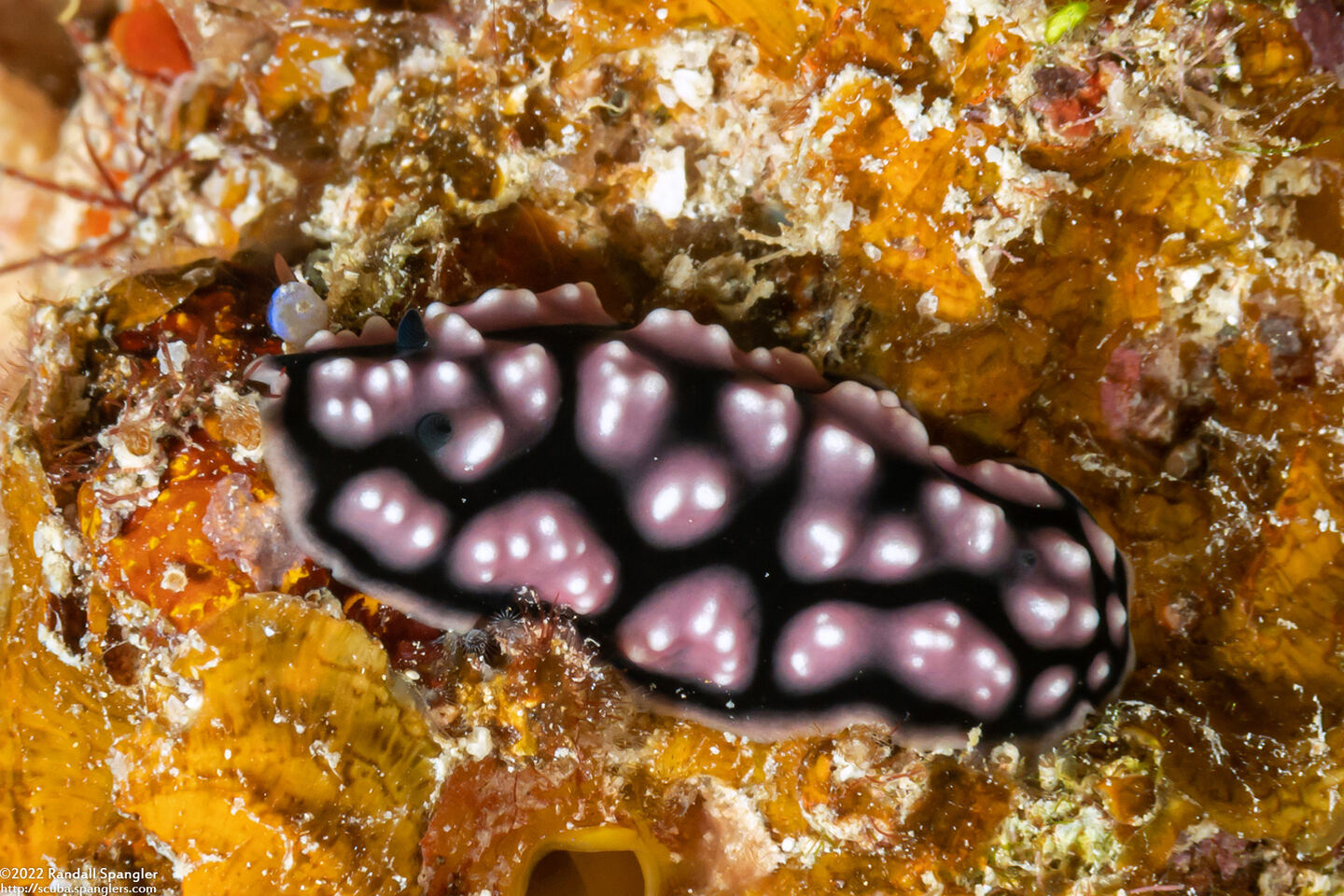 Phyllidiella pustulosa (Pustulose Phyllidia)