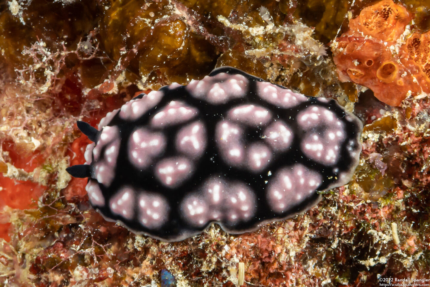 Phyllidiella pustulosa (Pustulose Phyllidia)