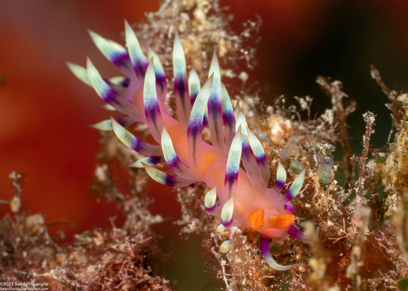 Coryphellina exoptata (Desirable Flabellina)