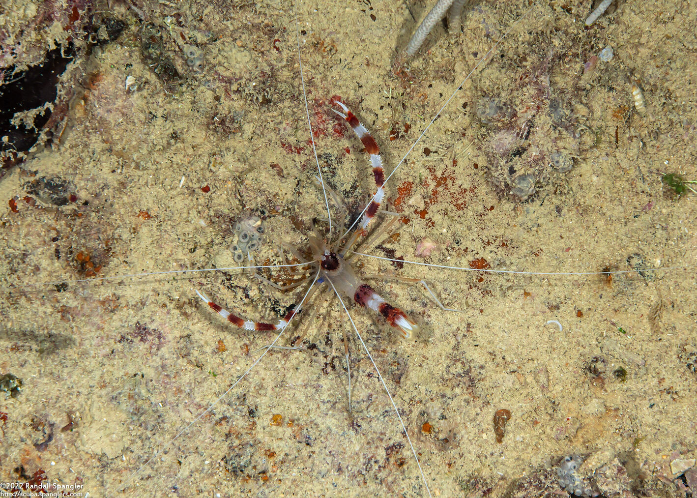 Stenopus hispidus (Banded Coral Shrimp)
