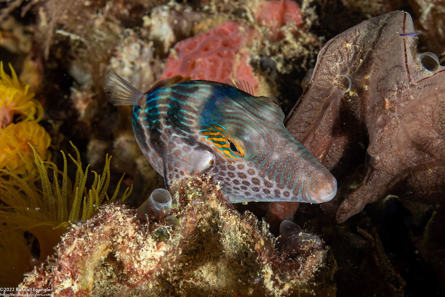 Canthigaster valentini (Black-Saddled Toby)