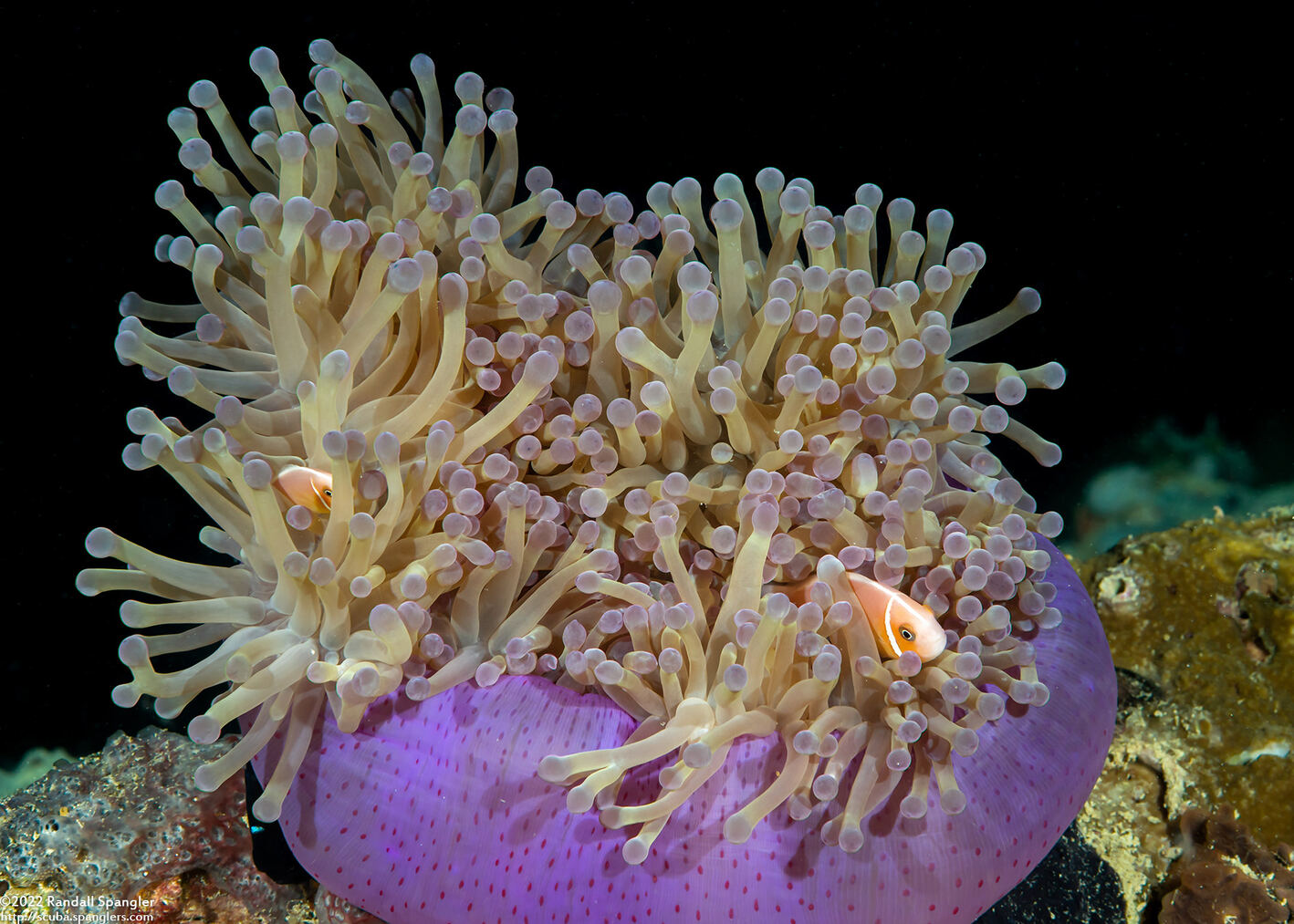 Heteractis magnifica (Magnificent Sea Anemone)