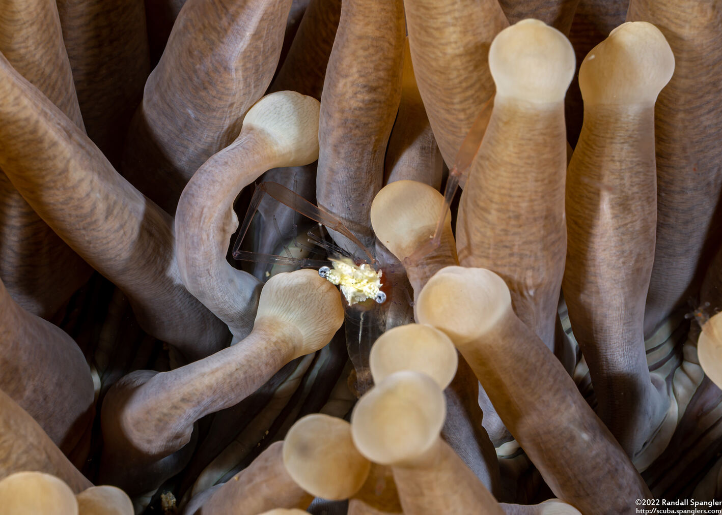Cuapetes kororensis (Mushroom Coral Shrimp)