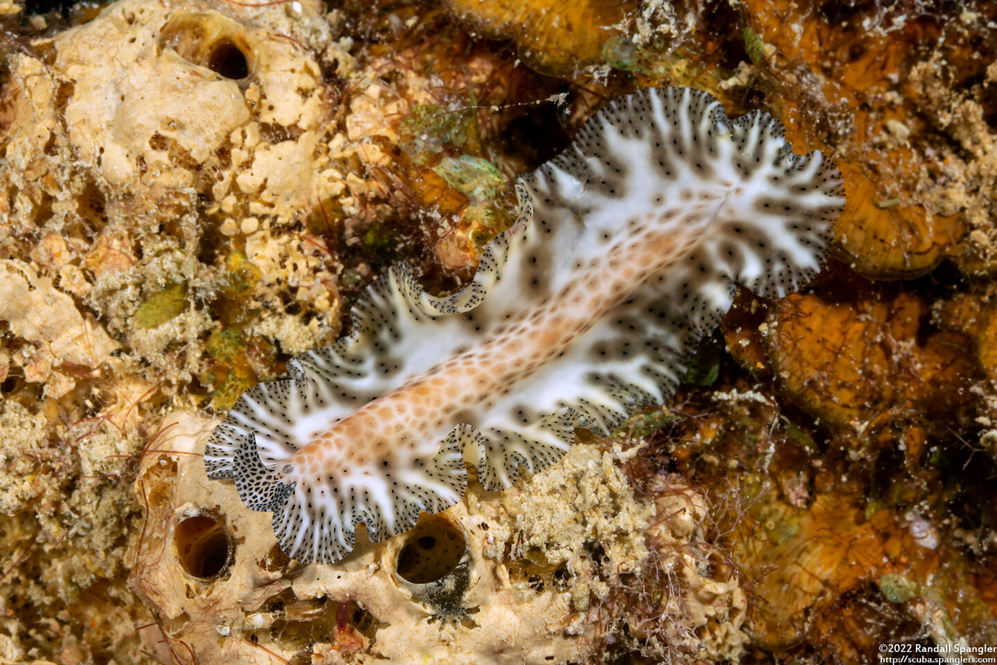 Maritigrella fuscopunctata (Darkspotted Flatworm)
