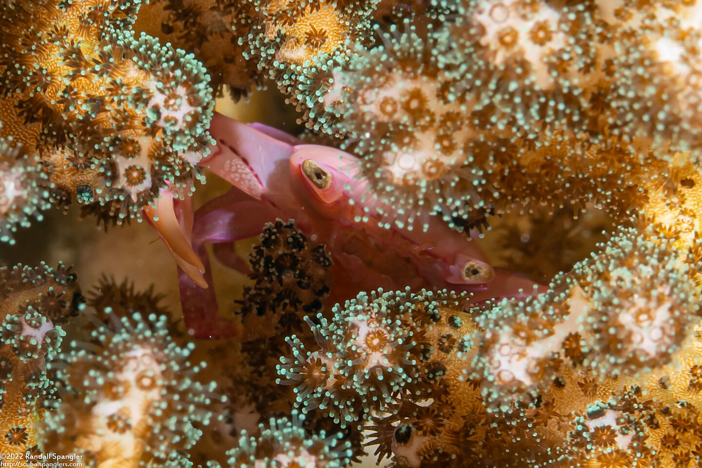 Trapezia serenei (Serene's Guard Crab)