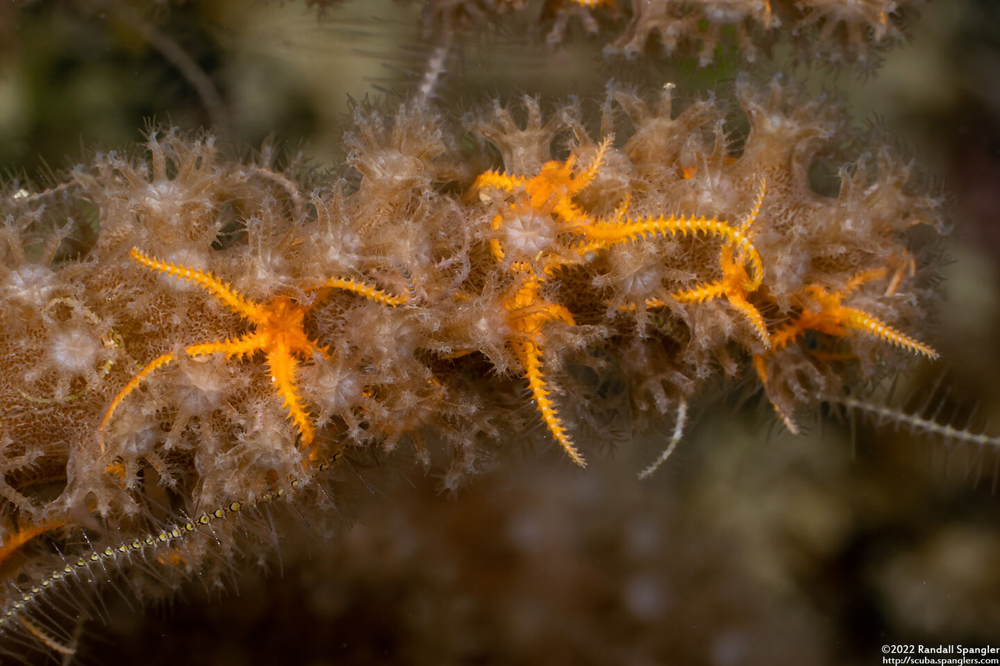 Ophiothela mirabilis (Six-Arm Brittle Star)