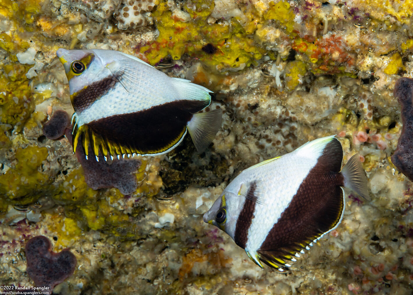 Chaetodon burgessi (Black and White Butterflyfish)