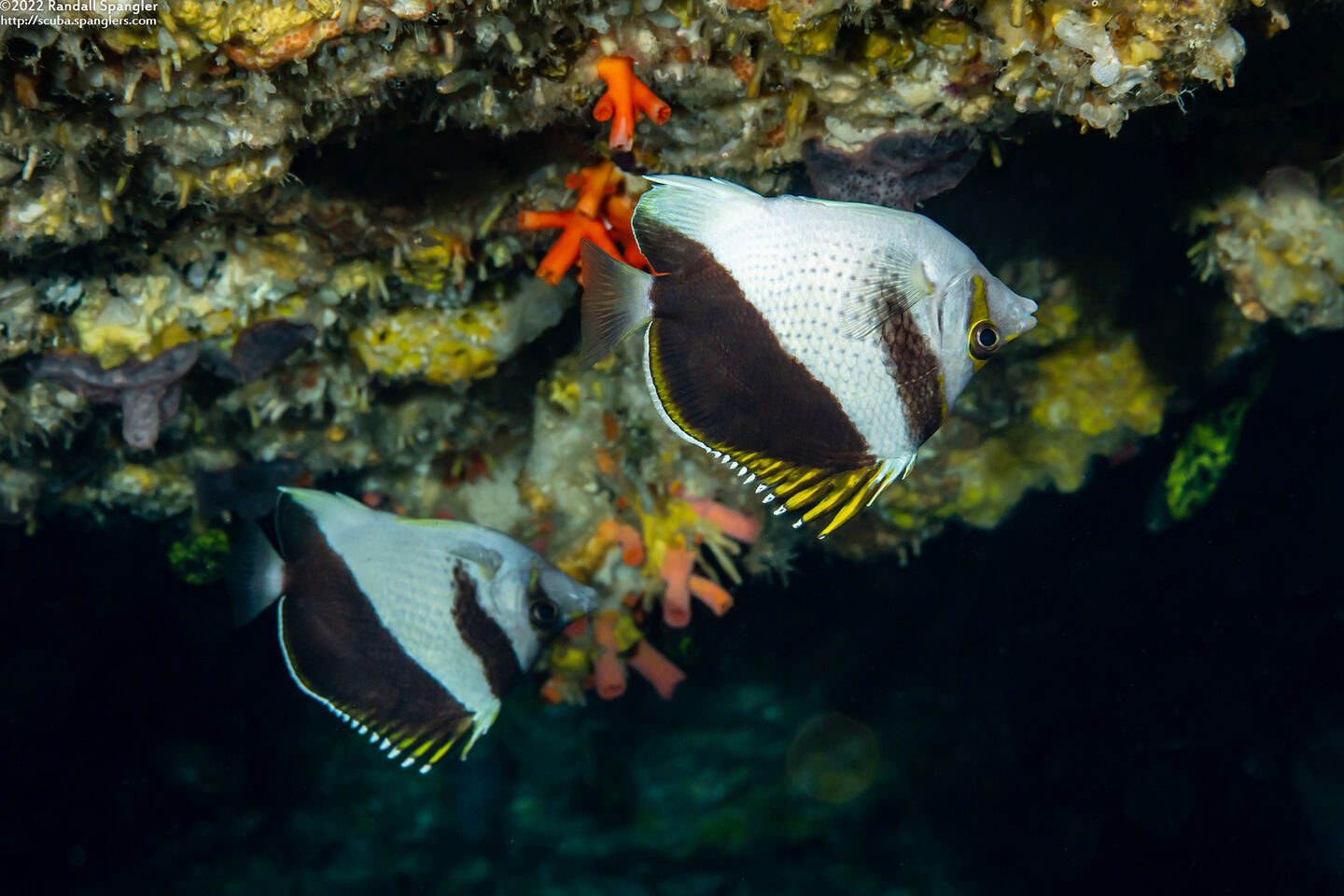 Chaetodon burgessi (Black and White Butterflyfish)