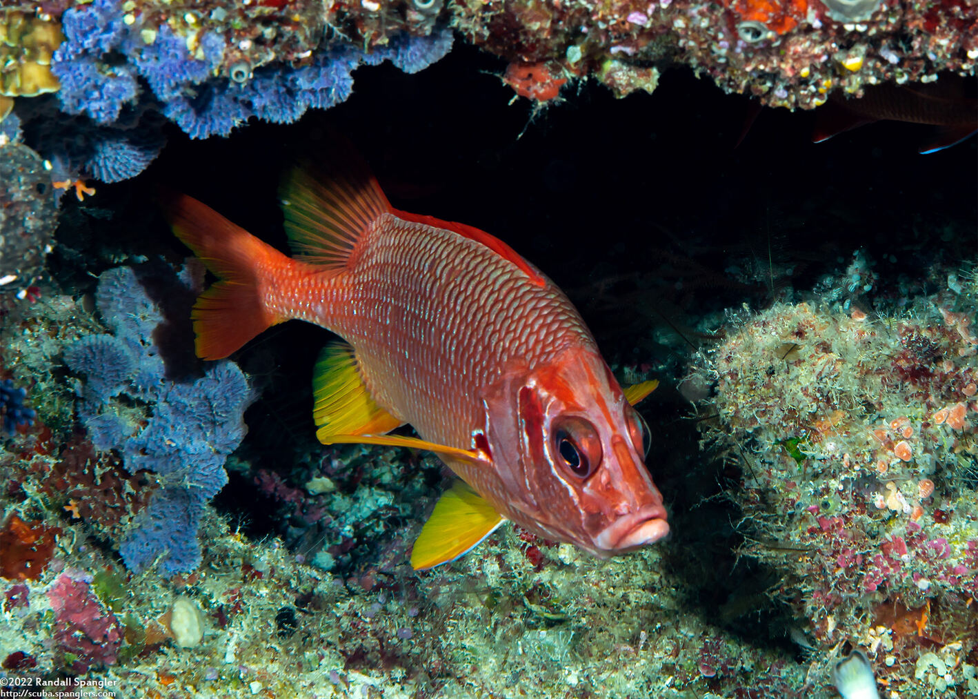 Sargocentron spiniferum (Sabre Squirrelfish)