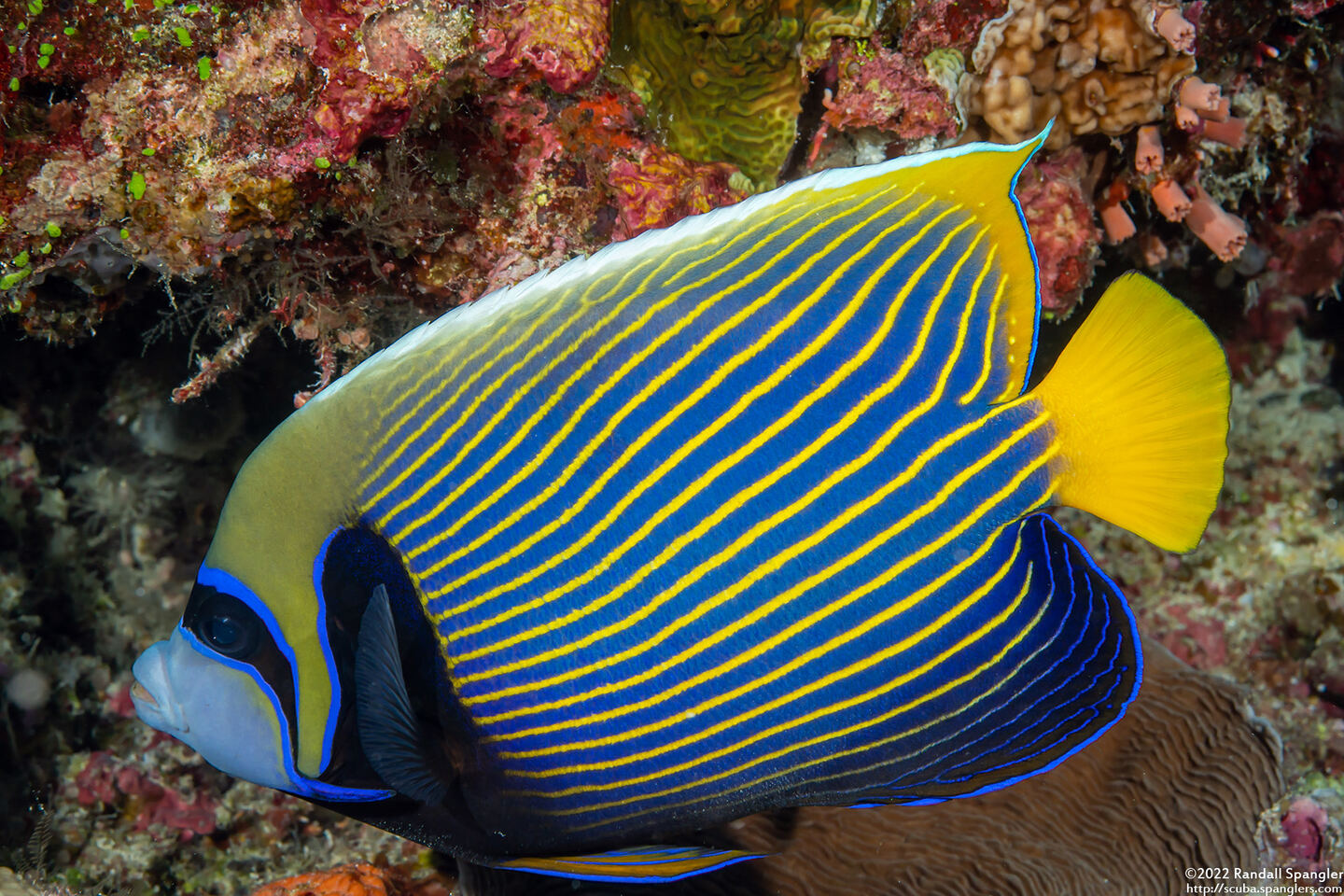 Pomacanthus imperator (Emperor Angelfish)