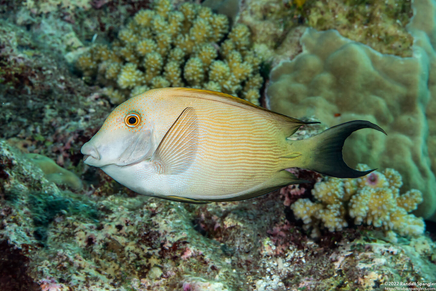 Ctenochaetus striatus (Lined Bristletooth)