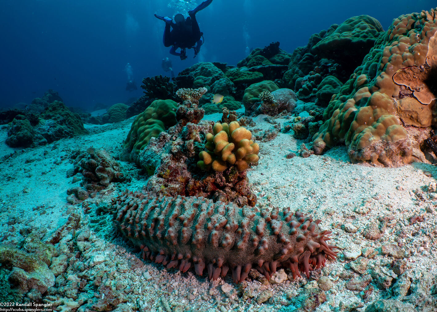 Thelenota ananas (Pineapple Sea Cucumber)