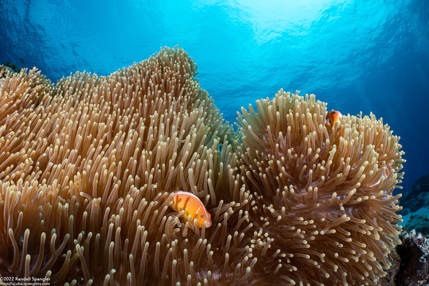 Heteractis magnifica (Magnificent Sea Anemone)