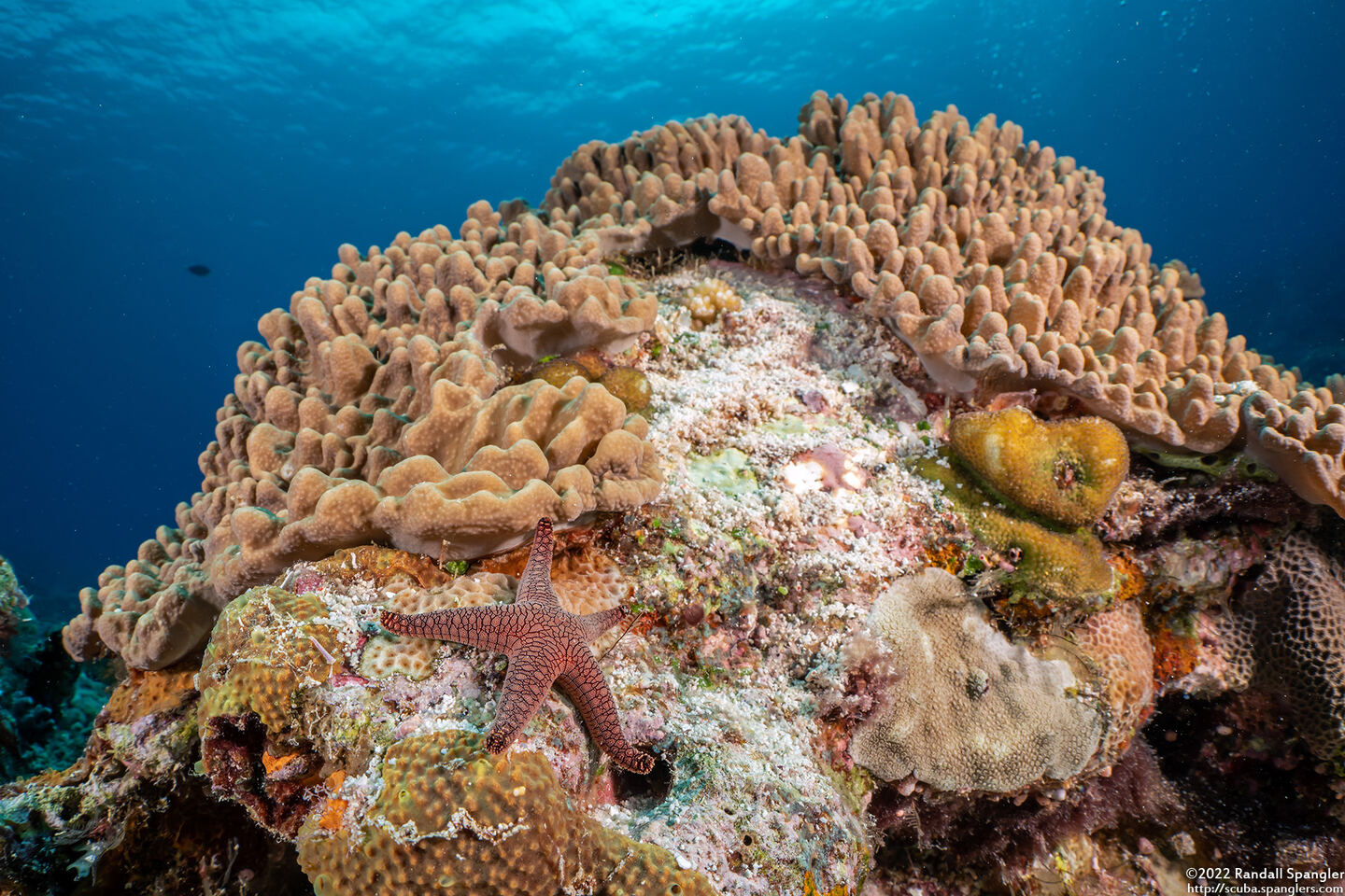 Fromia indica (Indian Sea Star)