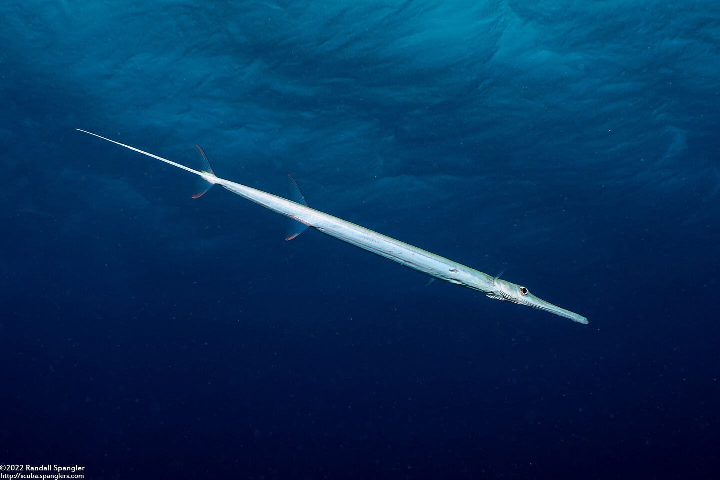 Fistularia commersonii (Bluespotted Cornetfish)