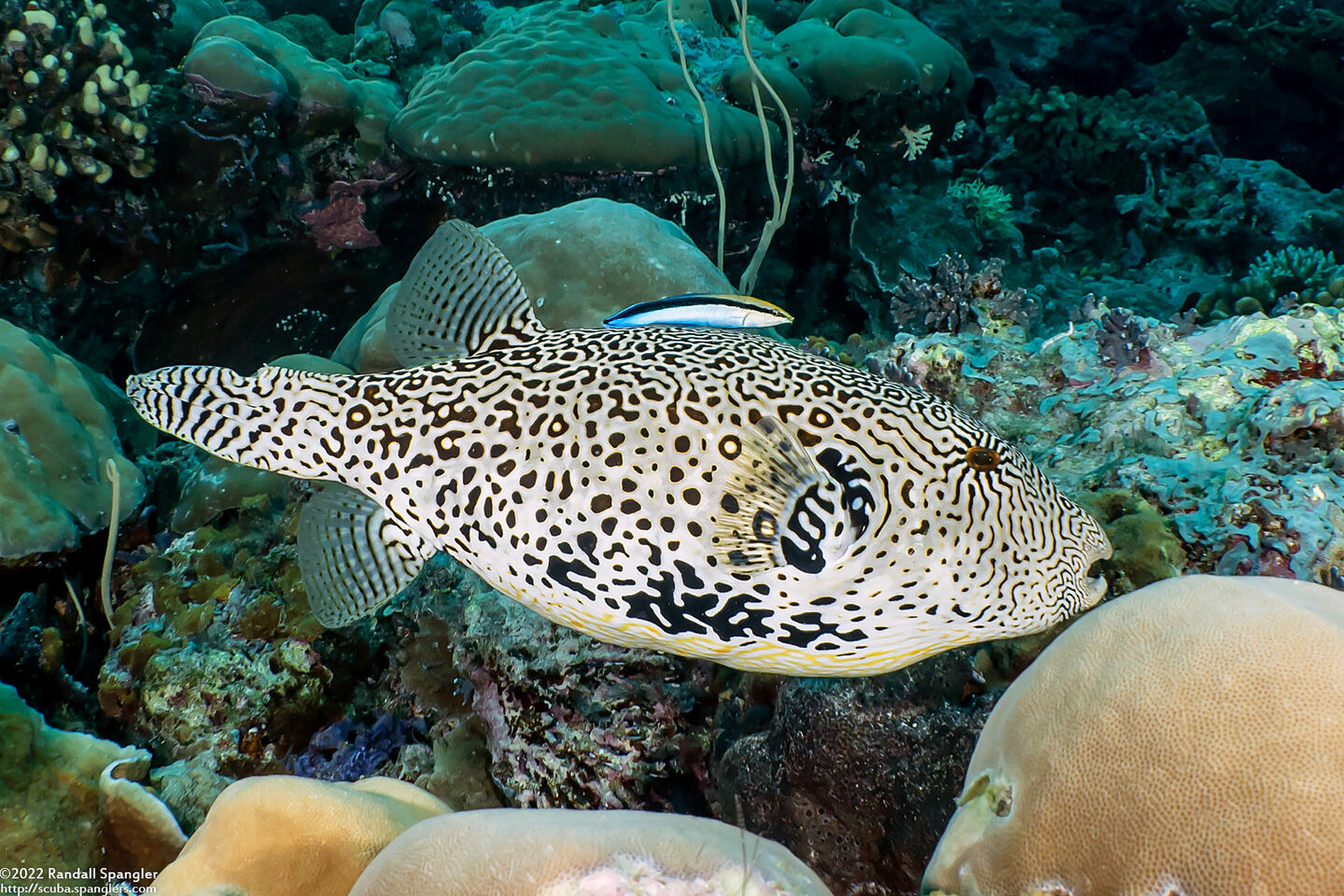 Arothron mappa (Map Puffer)