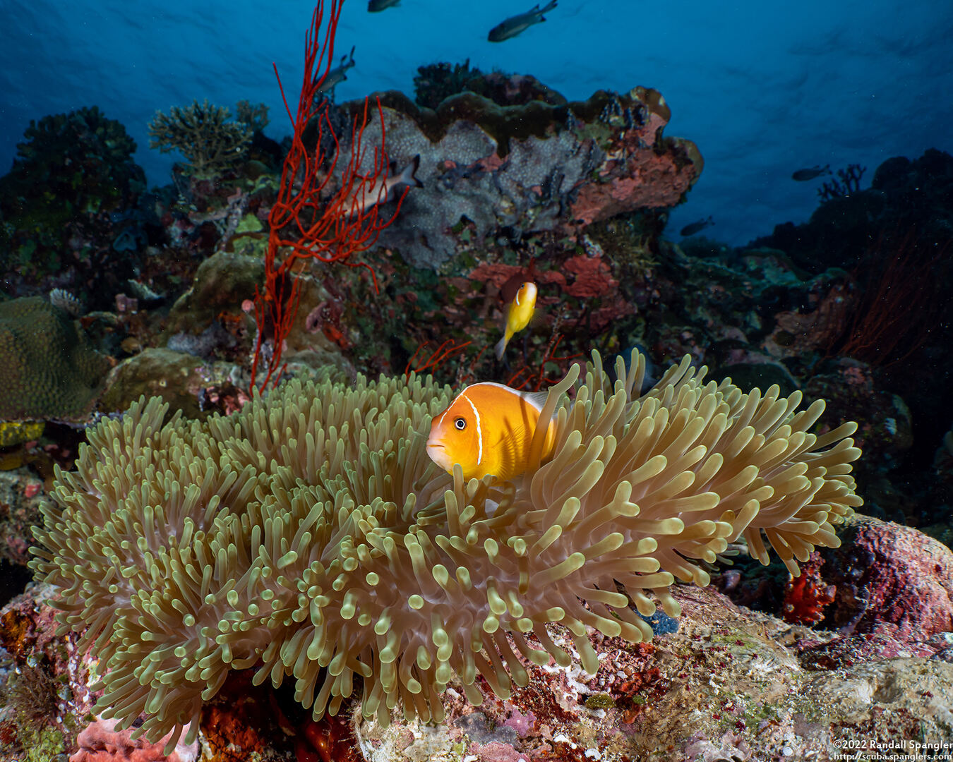 Amphiprion perideraion (Pink Anemonefish)