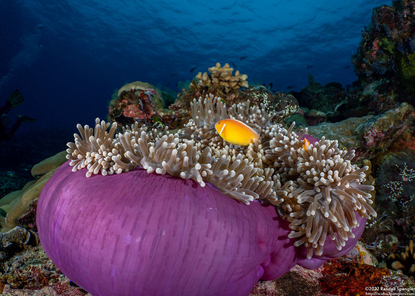 Amphiprion perideraion (Pink Anemonefish)