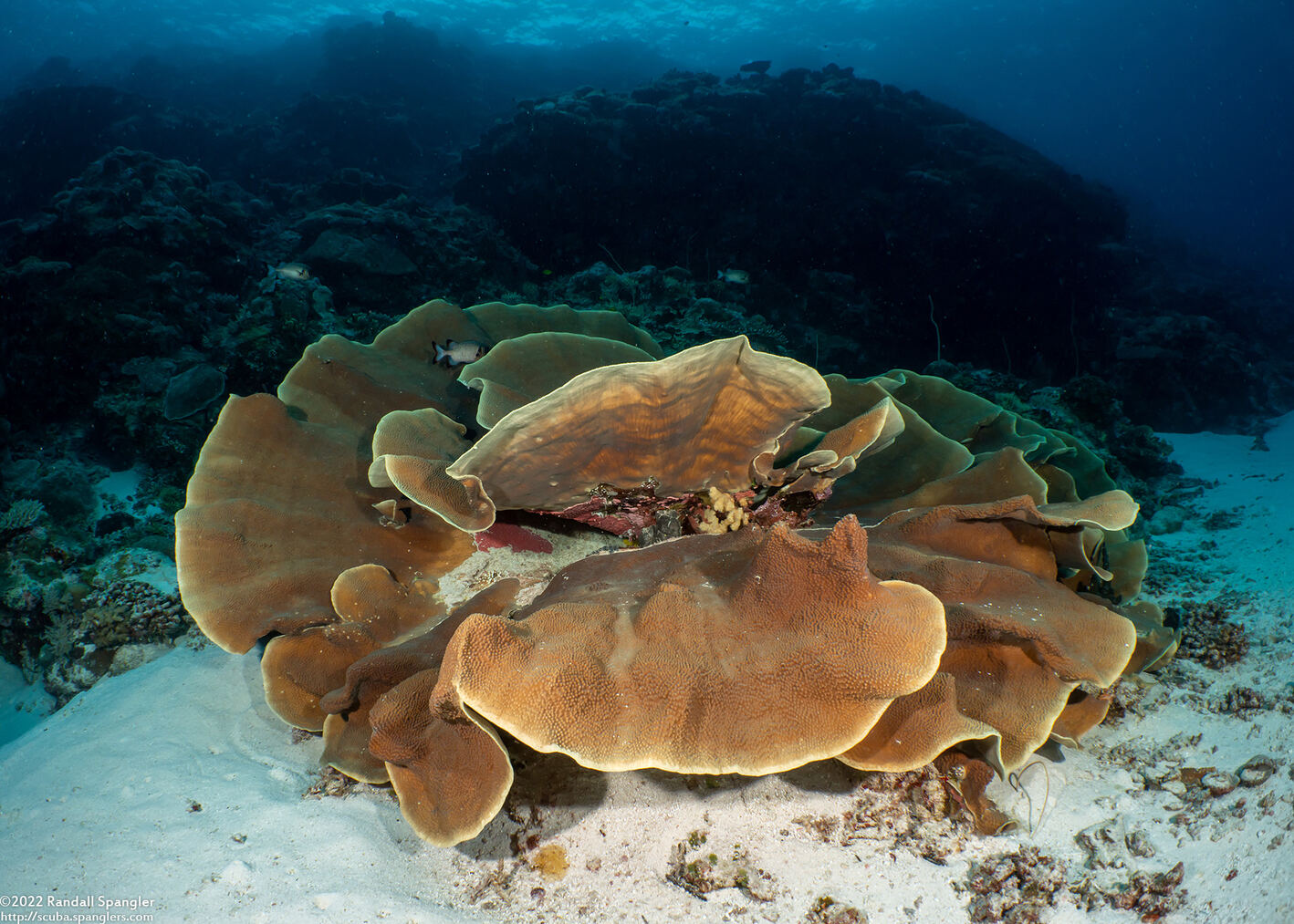 Turbinaria sp.1 (Turbinaria sp.1)