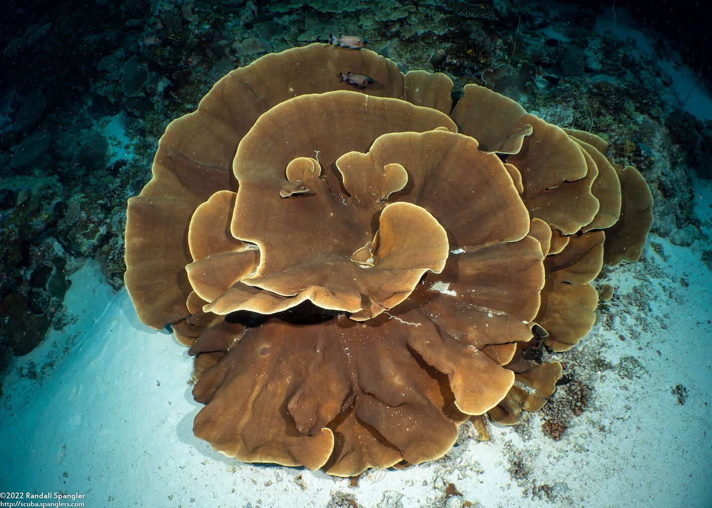 Turbinaria sp.1 (Turbinaria sp.1)