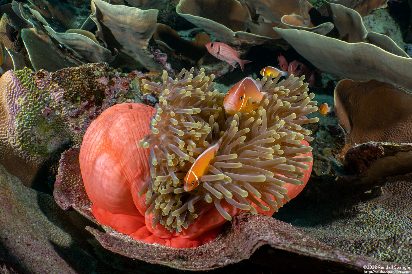 Amphiprion perideraion (Pink Anemonefish)