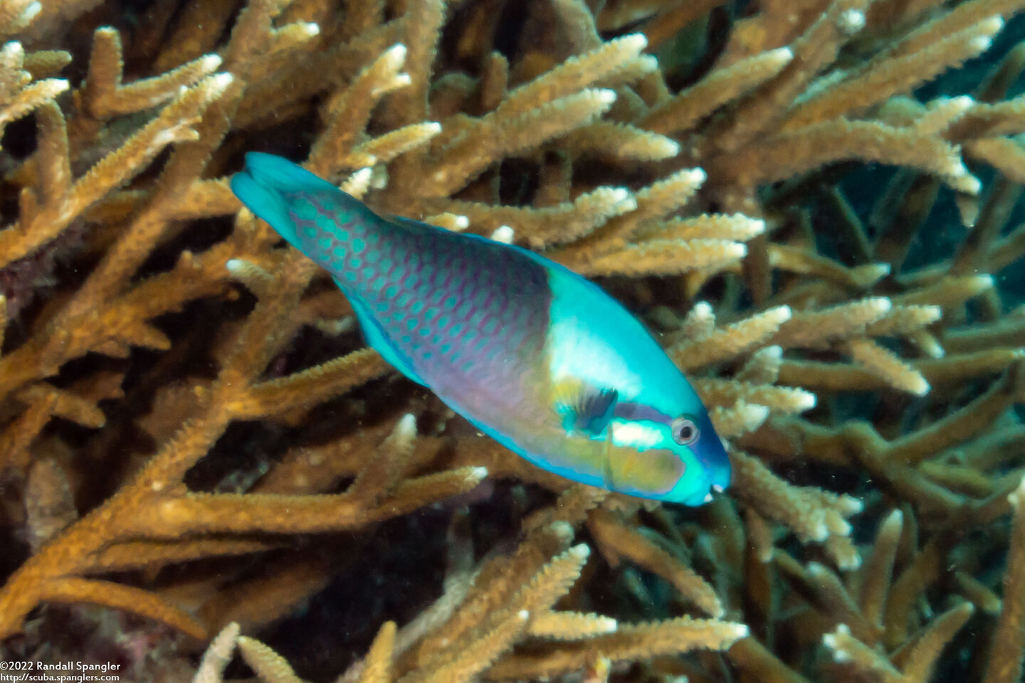 Scarus dimidiatus (Yellow-Barred Parrotfish)