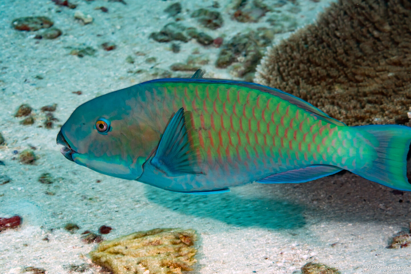 Chlorurus microrhinos (Steephead Parrotfish)