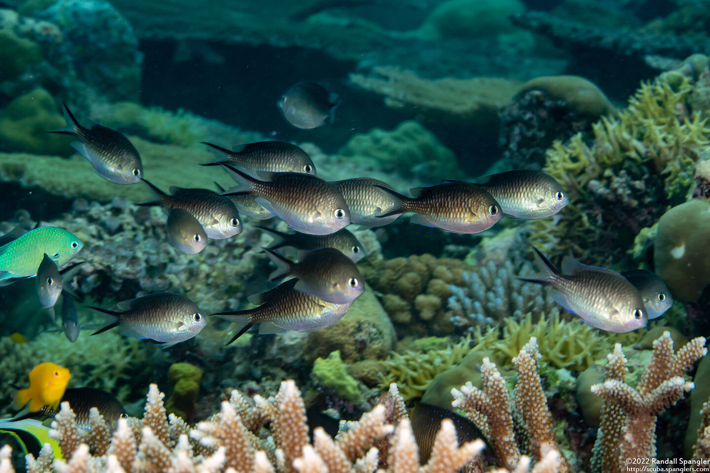 Chromis ternatensis (Ternate Chromis)