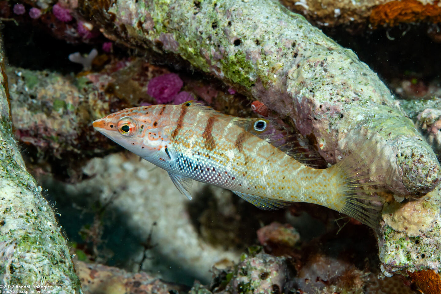 Coris batuensis (Batu Coris)