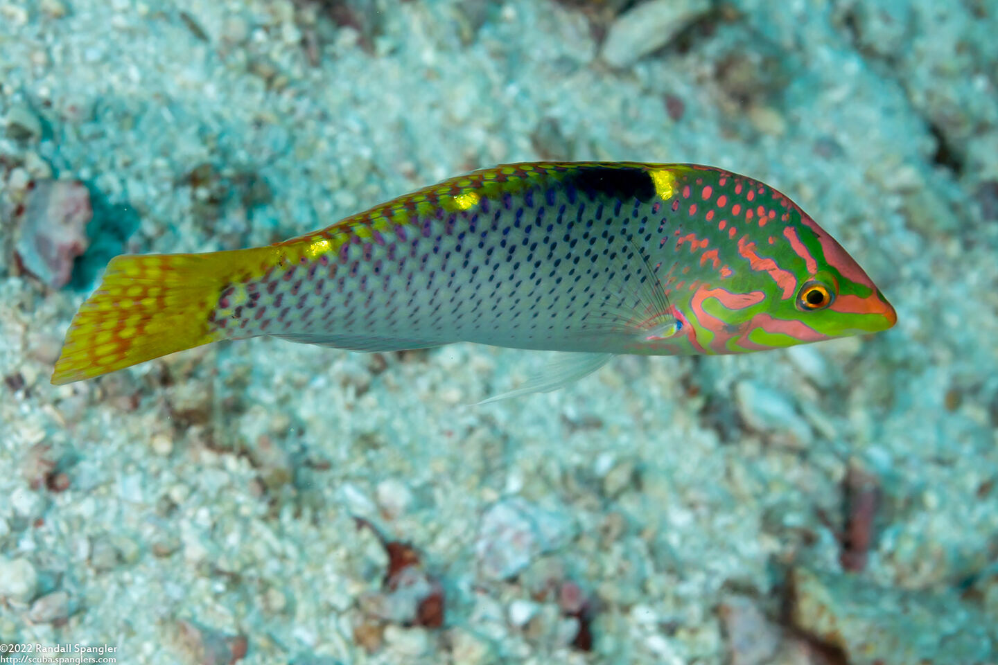 Halichoeres hortulanus (Checkerboard Wrasse)