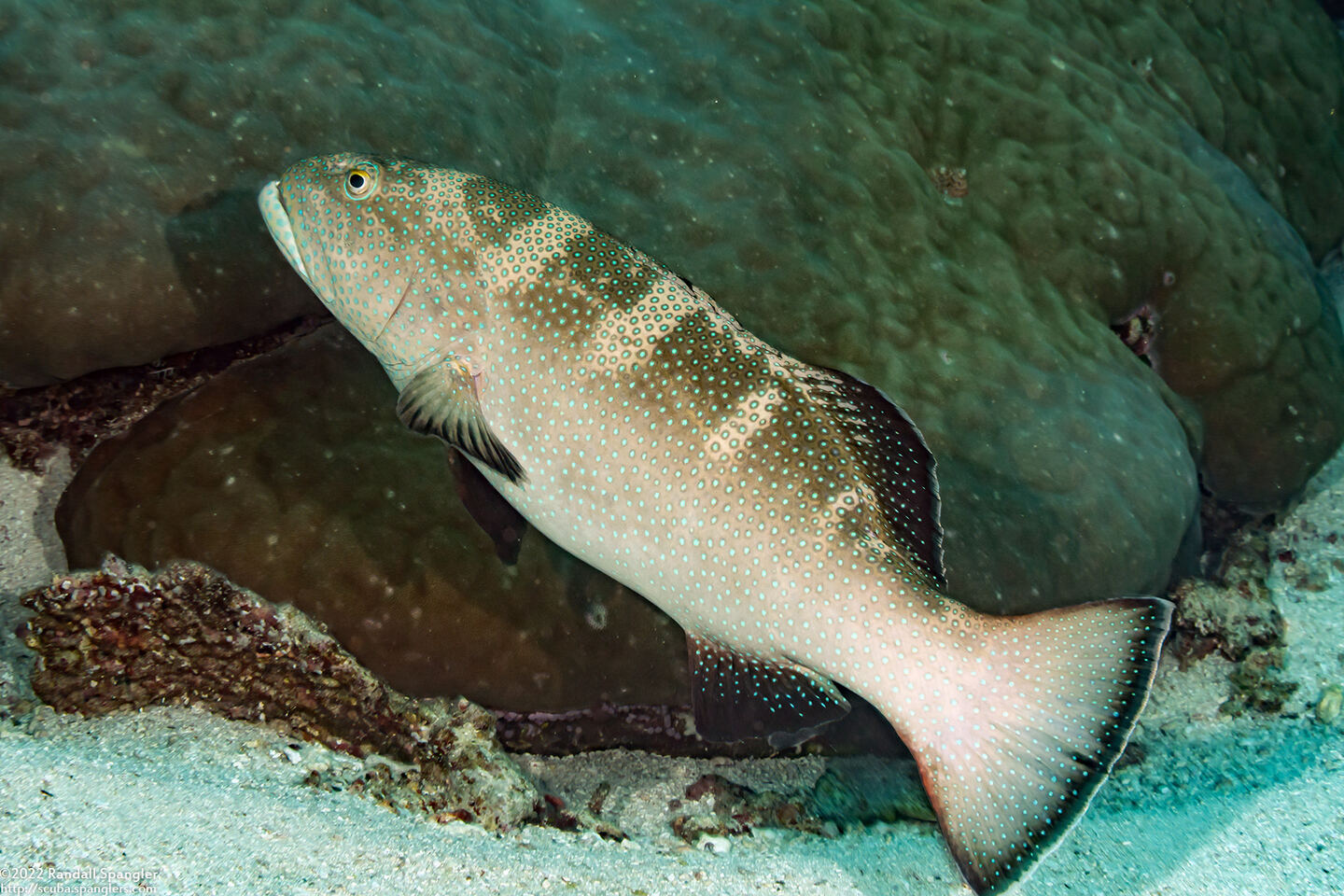 Plectropomus areolatus (Squaretail Coral Grouper)