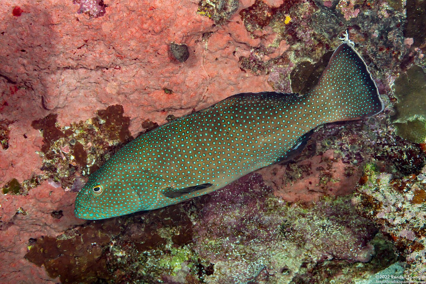 Plectropomus areolatus (Squaretail Coral Grouper)