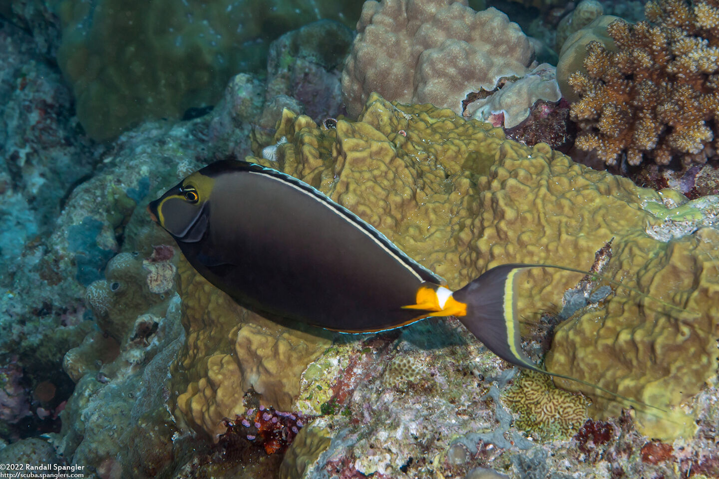 Naso lituratus (Orangespine Unicornfish)