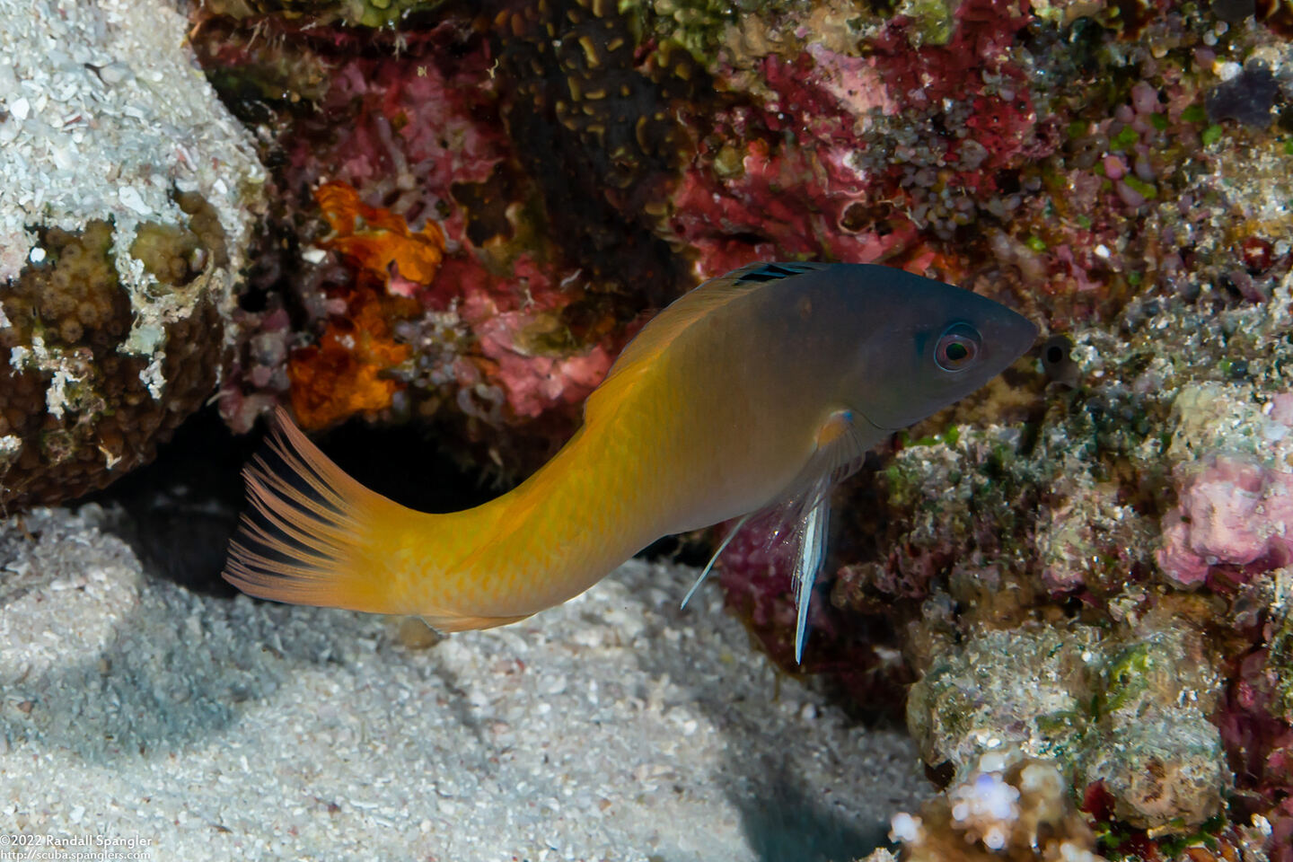 Halichoeres prosopeion (Twotone Wrasse)