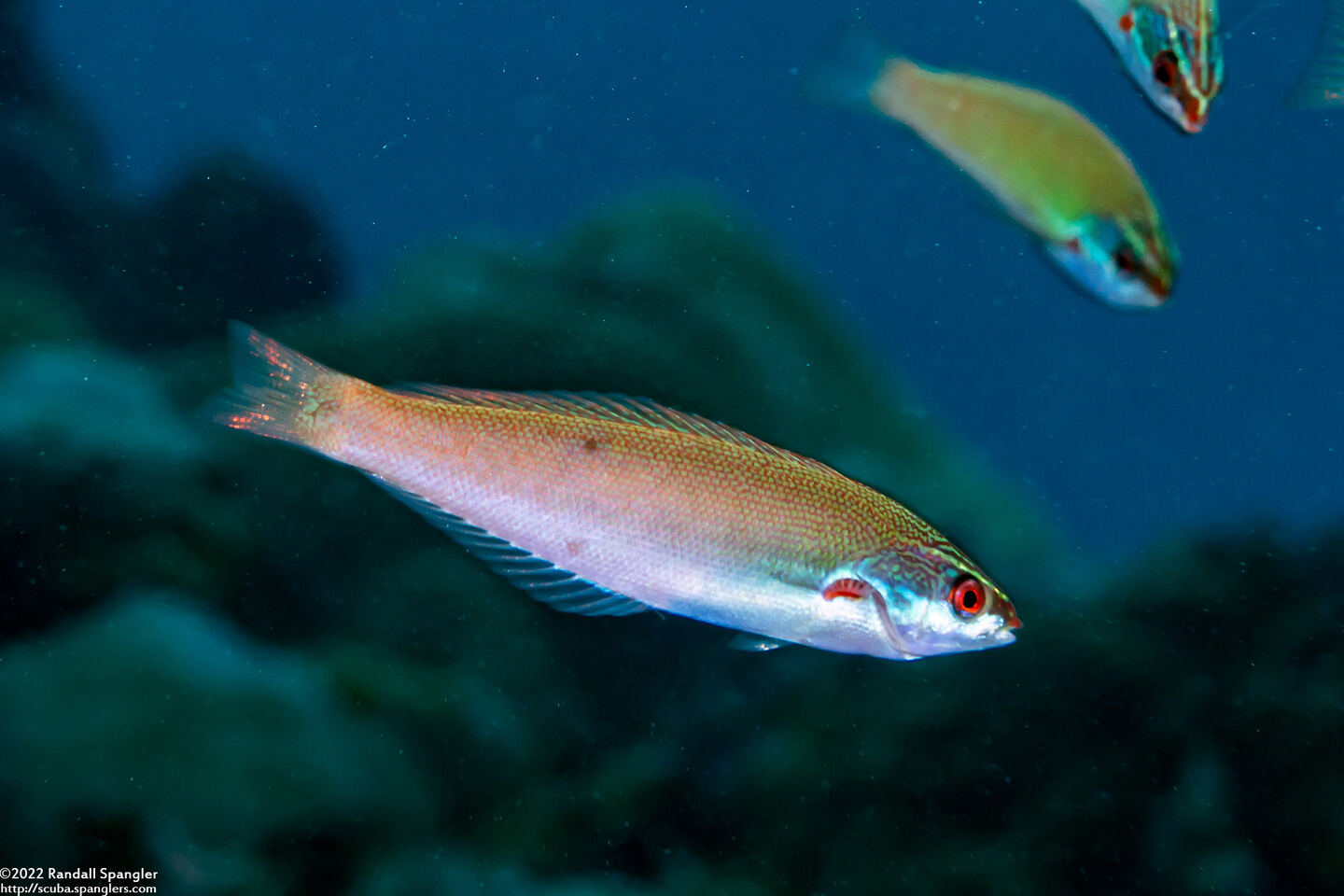 Pseudocoris yamashiroi (Redspot Wrasse)