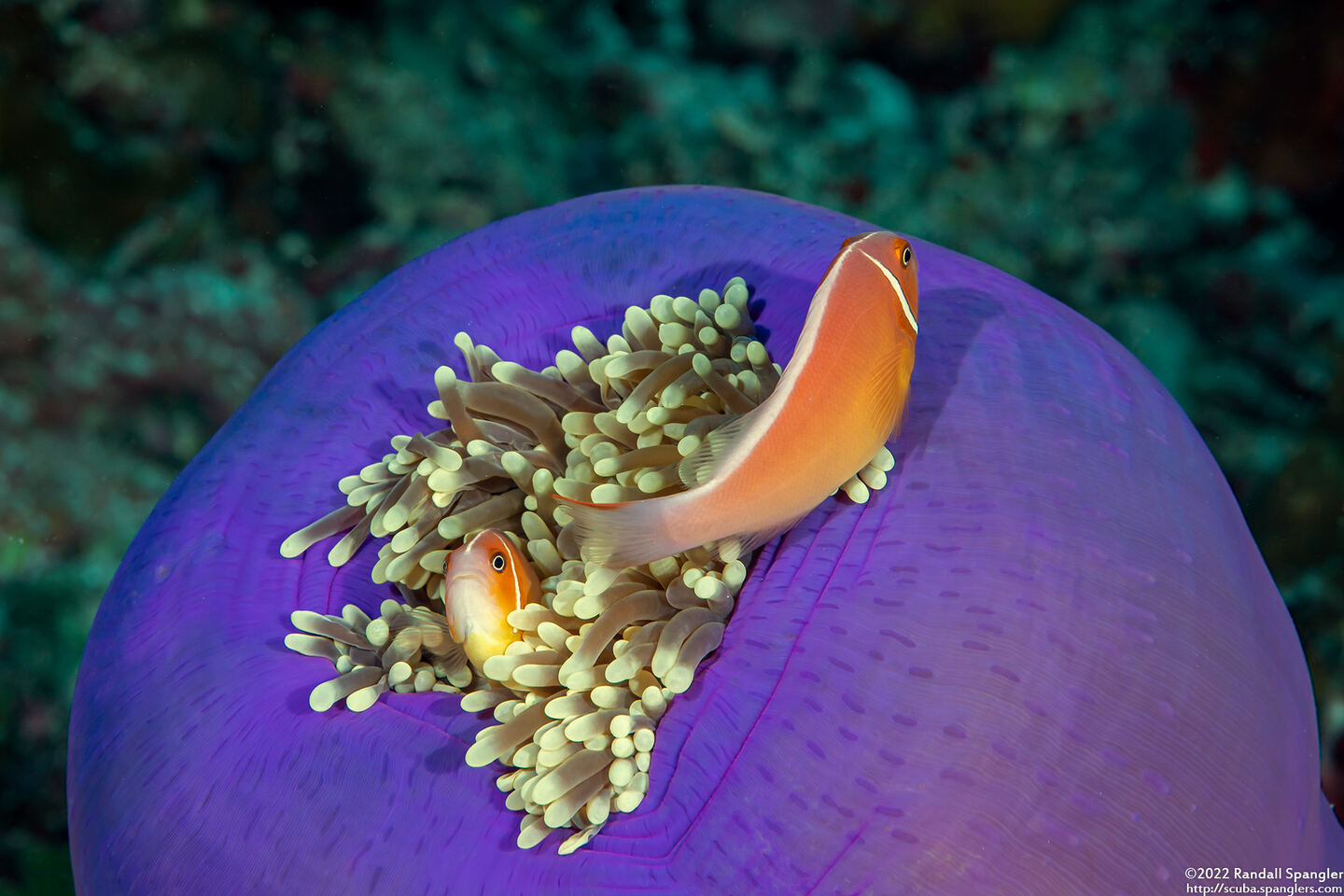 Amphiprion perideraion (Pink Anemonefish)