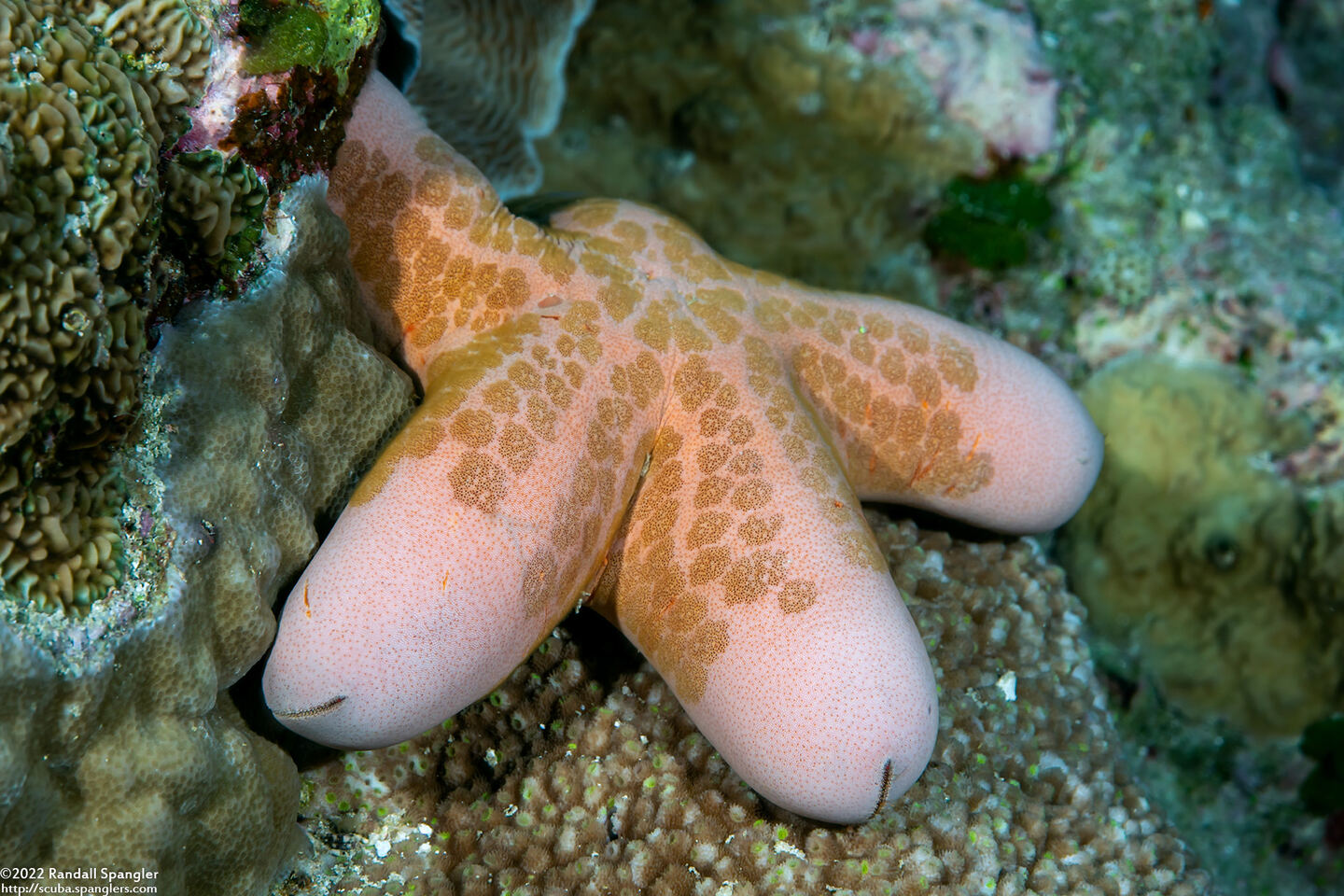Choriaster granulatus (Granular Sea Star)