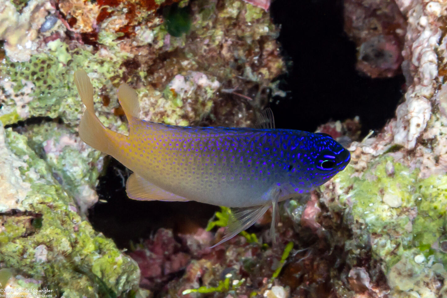 Chrysiptera caesifrons (Duskyback Damsel)
