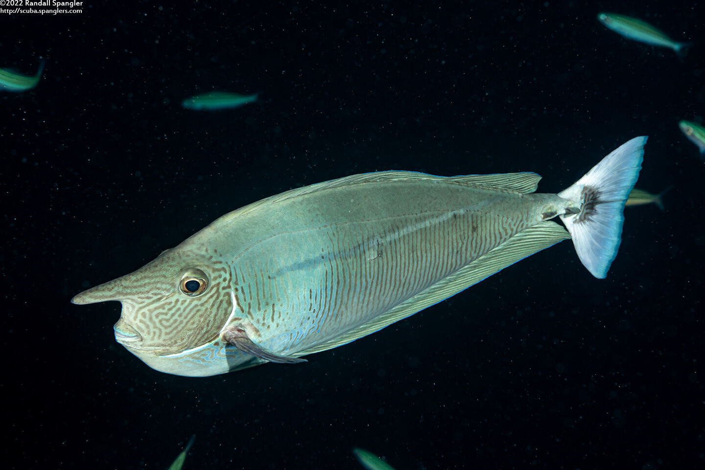Naso brevirostris (Paletail Unicornfish)