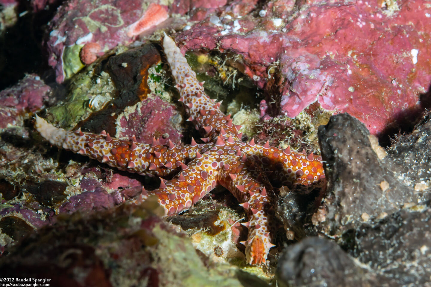 Gomophia egyptiaca (Egyptian Sea Star)