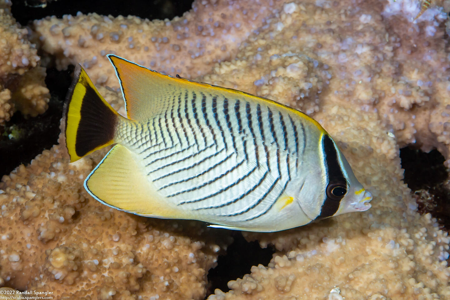 Chaetodon trifascialis (Chevroned Butterflyfish)