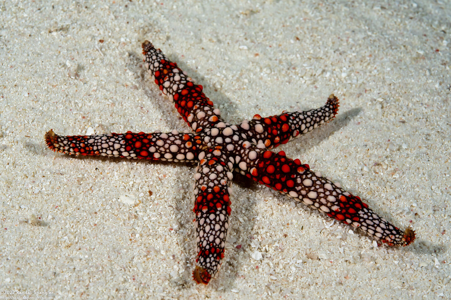 Nardoa frianti (Friant's Sea Star)